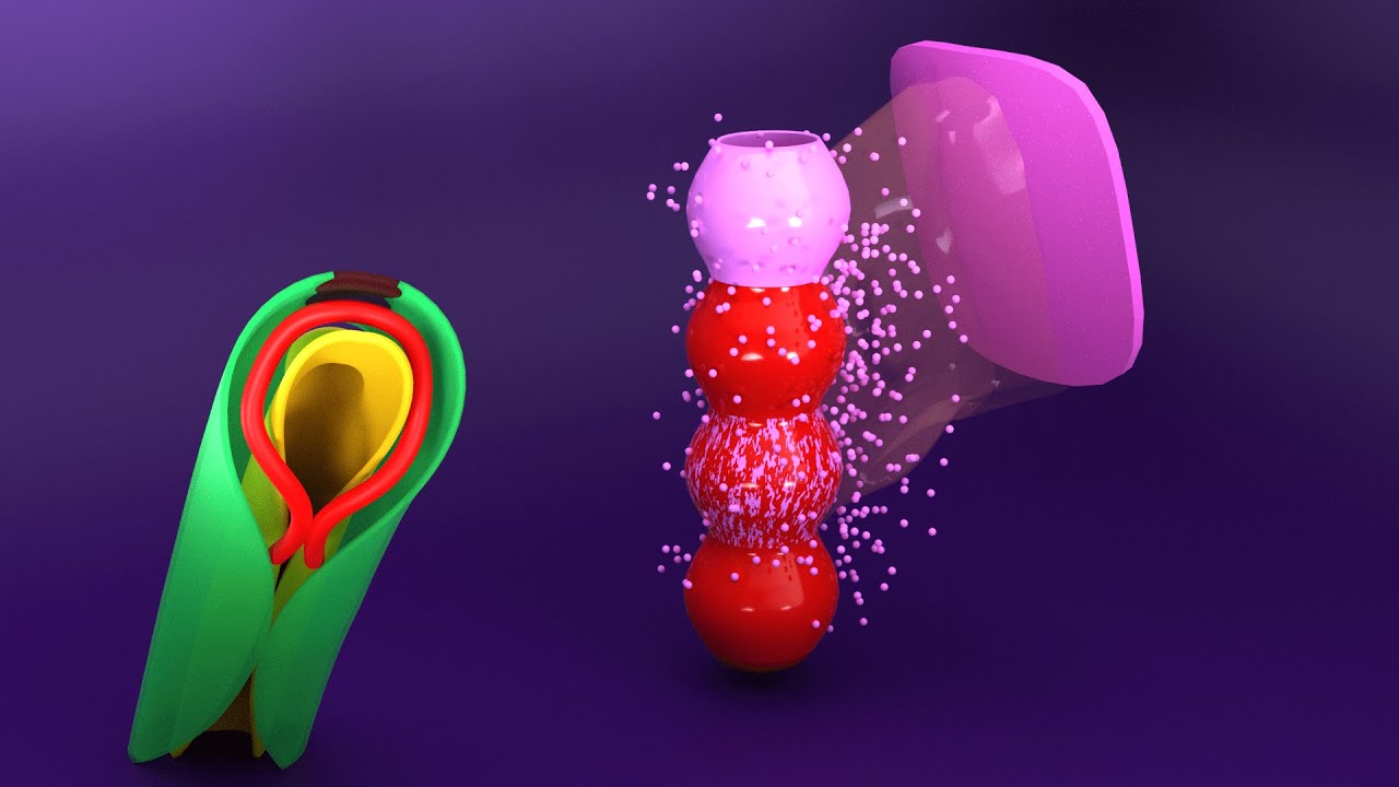 3D-эмбриология сердечной трубки - Миоэпикардиальная мантия - Проэпикардиальный орган - Эмбриологи...