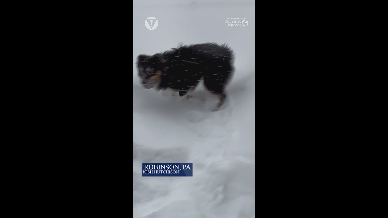 Australian Shepherd shoves face in snow during winter storm