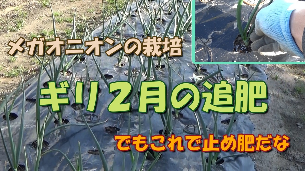 【家庭菜園】今年もメガオニオンを栽培する⑤－ギリ２月の追肥で止め肥だね－