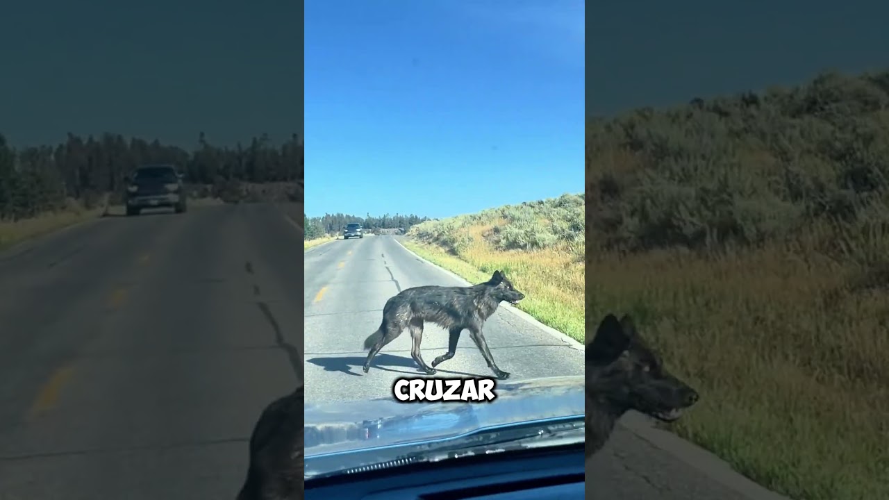 &iexcl;Incre&iacute;ble! Un Lobo Educadamente Espera Su Turno para Cruzar la Carretera 🐺🚗 #shorts