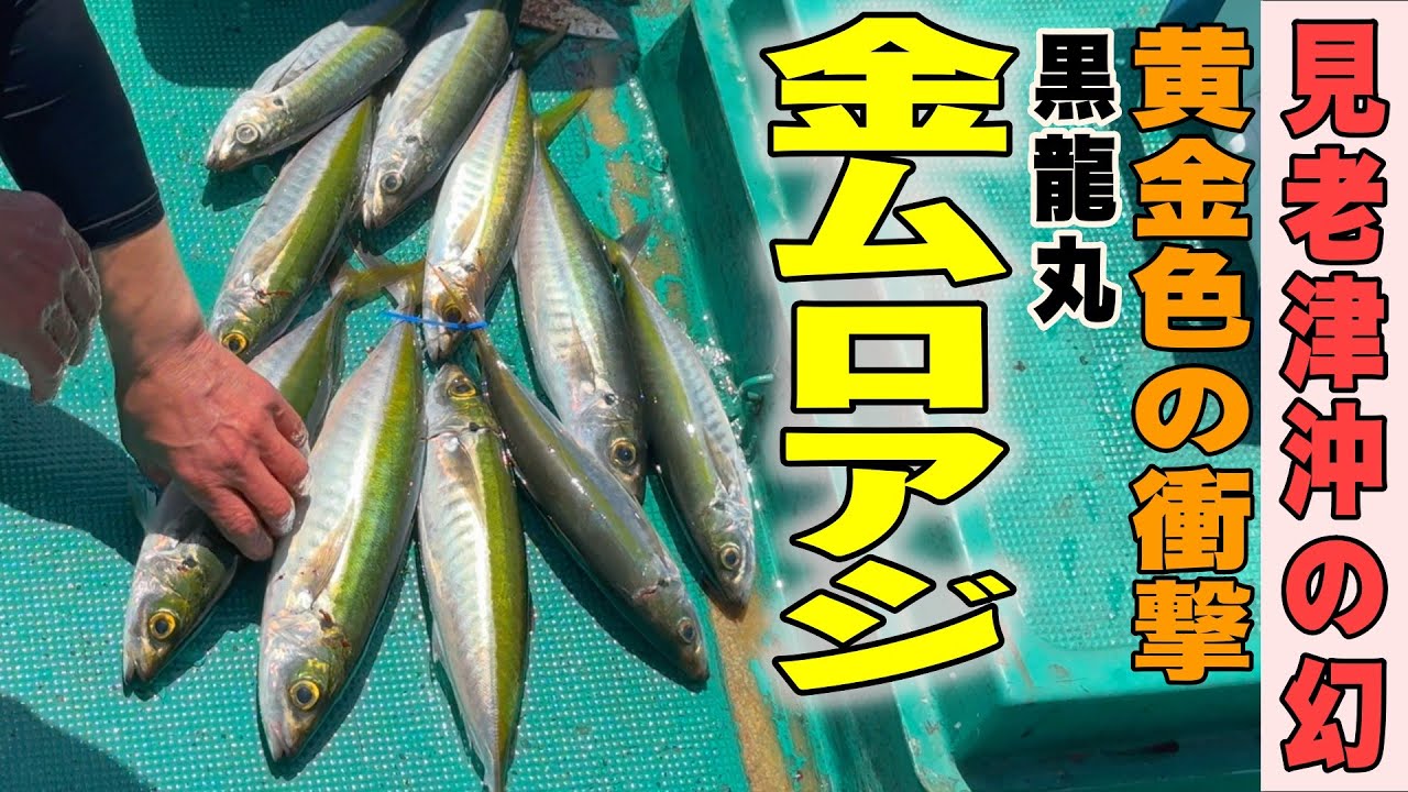 《和歌山・黒龍丸》【お前の知らない世界】これが本物！見老津沖に年に一度現れる“幻の魚”──金ムロアジだ！2025 4 21金ムロリレー便