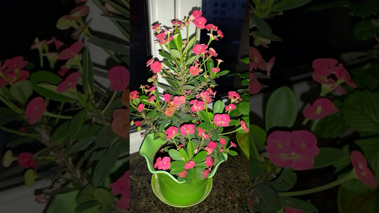 La mejor planta de interior Euphorbia milii😱