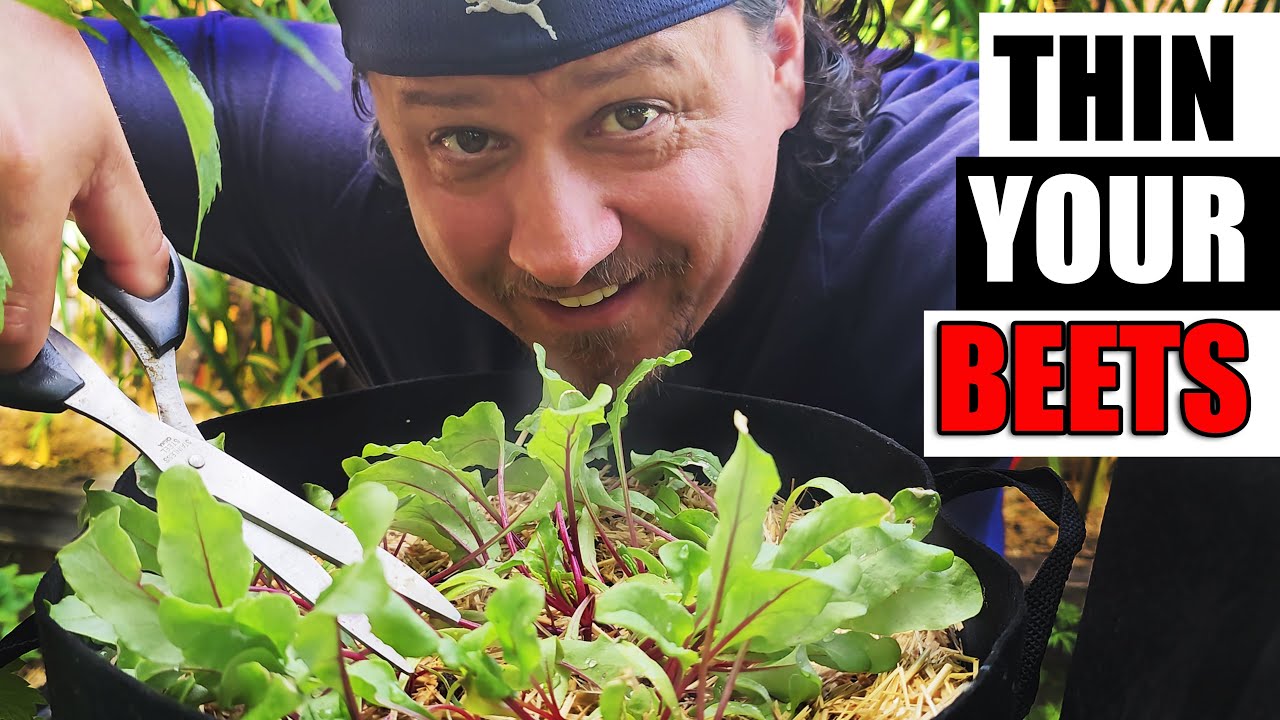 Tips For Thinning Beets - Garden Quickie Episode 152