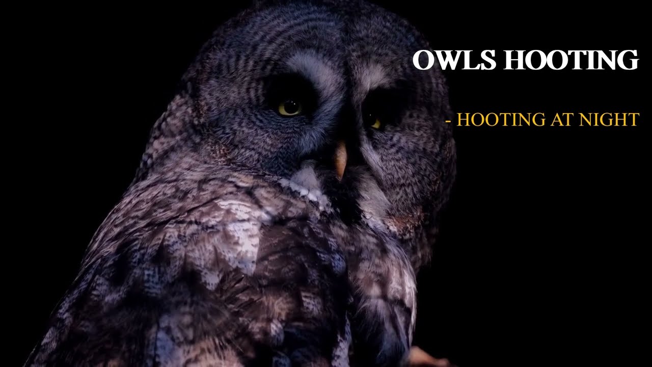 Different Owls hooting at Night video. 9 Hours of Owls Sounds 