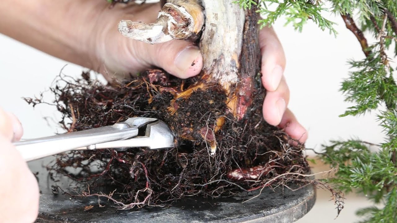 根を切り過ぎ?　これでも枯れない真柏の植え替え