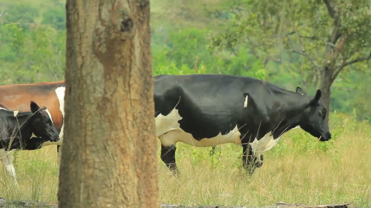 OKULUNDA ENTE /CATTLE FARMING PART ONE