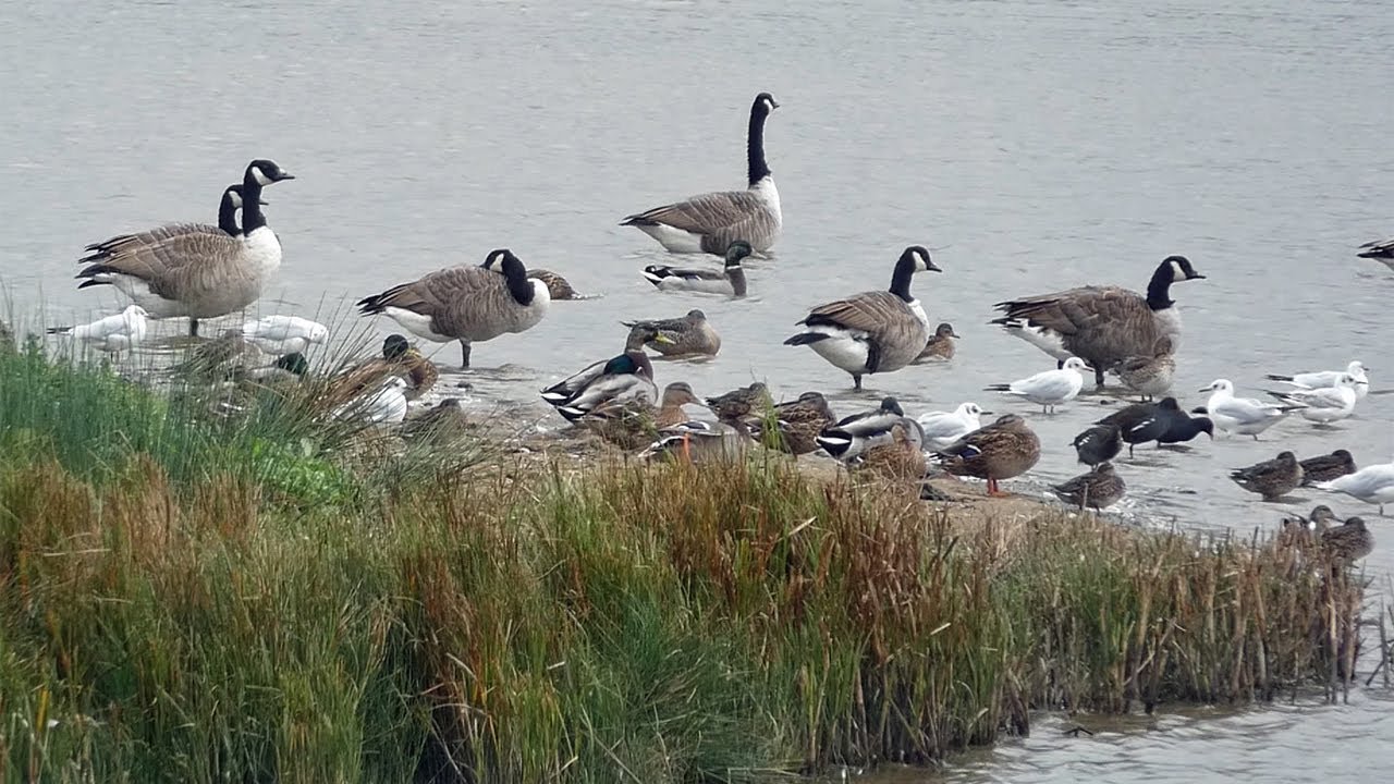 Avocet, Dunlin, Redshank and more at Bowling Green Marsh