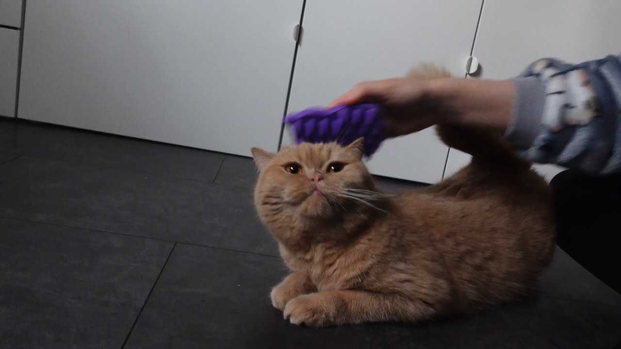 Er genießt das Kämmen 😃😳 - CreamiHouse
