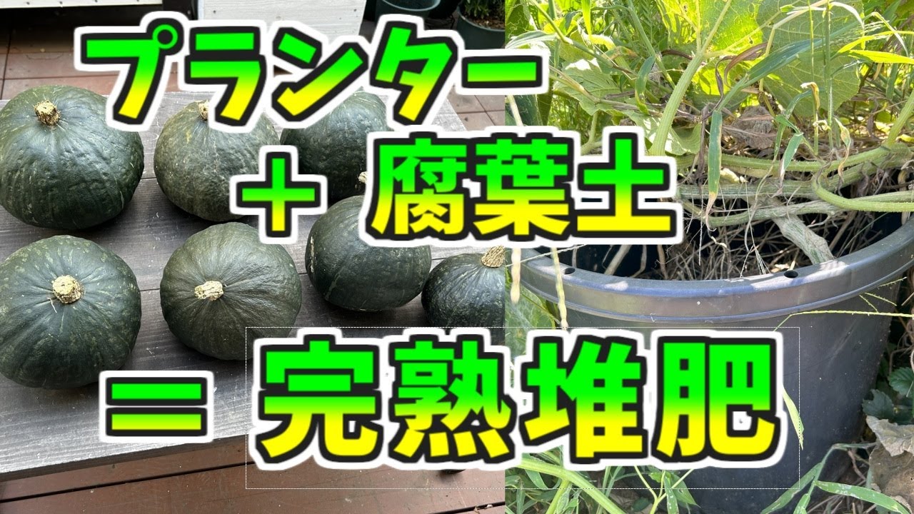 プランター栽培　完熟たい肥で、大豊作？