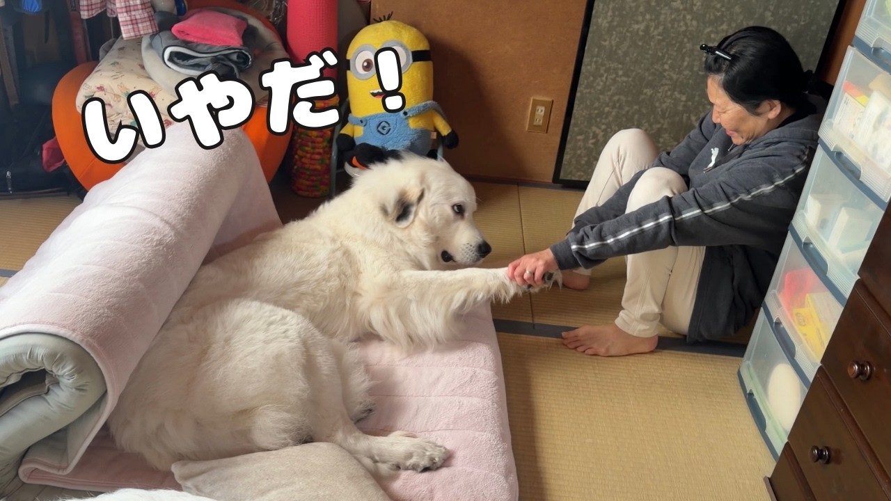 【爆笑】ばぁばが布団を片付けようとしても全く動こうとしない超大型犬がこちらです…｜グレートピレニーズ&オールドイングリッシュシープドッグ&トイプードル