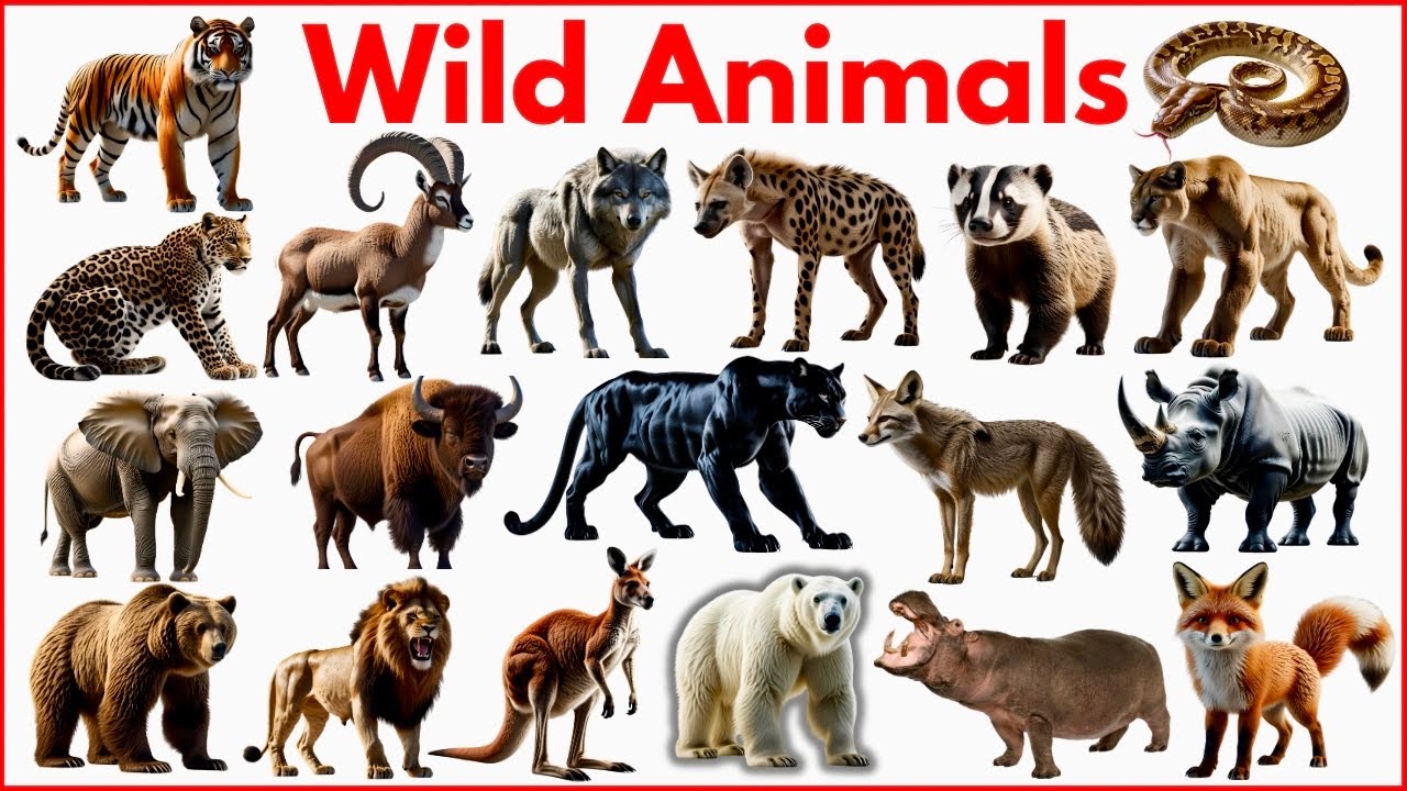 Wild Animals for Kids | Learn 50 Wild Animals Names in English | #animals  #wildanimalsforkids