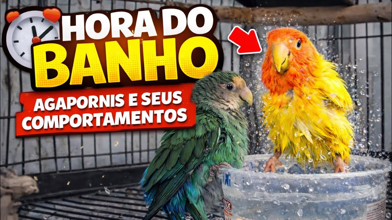 LOVE BIRDS |♥️  Seus comportamentos. | Canto de Agapornis | iCUTE MOMENTS 🥰