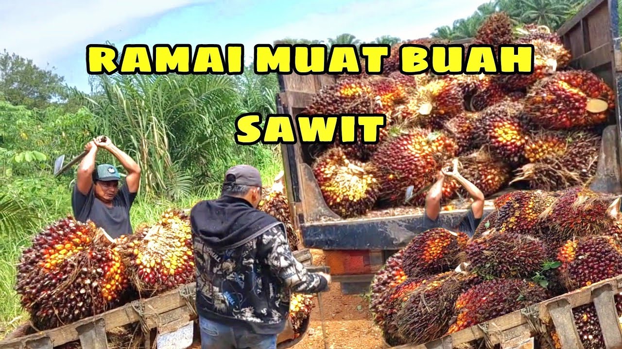 SAWIT TERLANTAR SETELAH DI RAWAT SETAHUN MENGHASILKAN BUAH BESAR DAN BANYAK