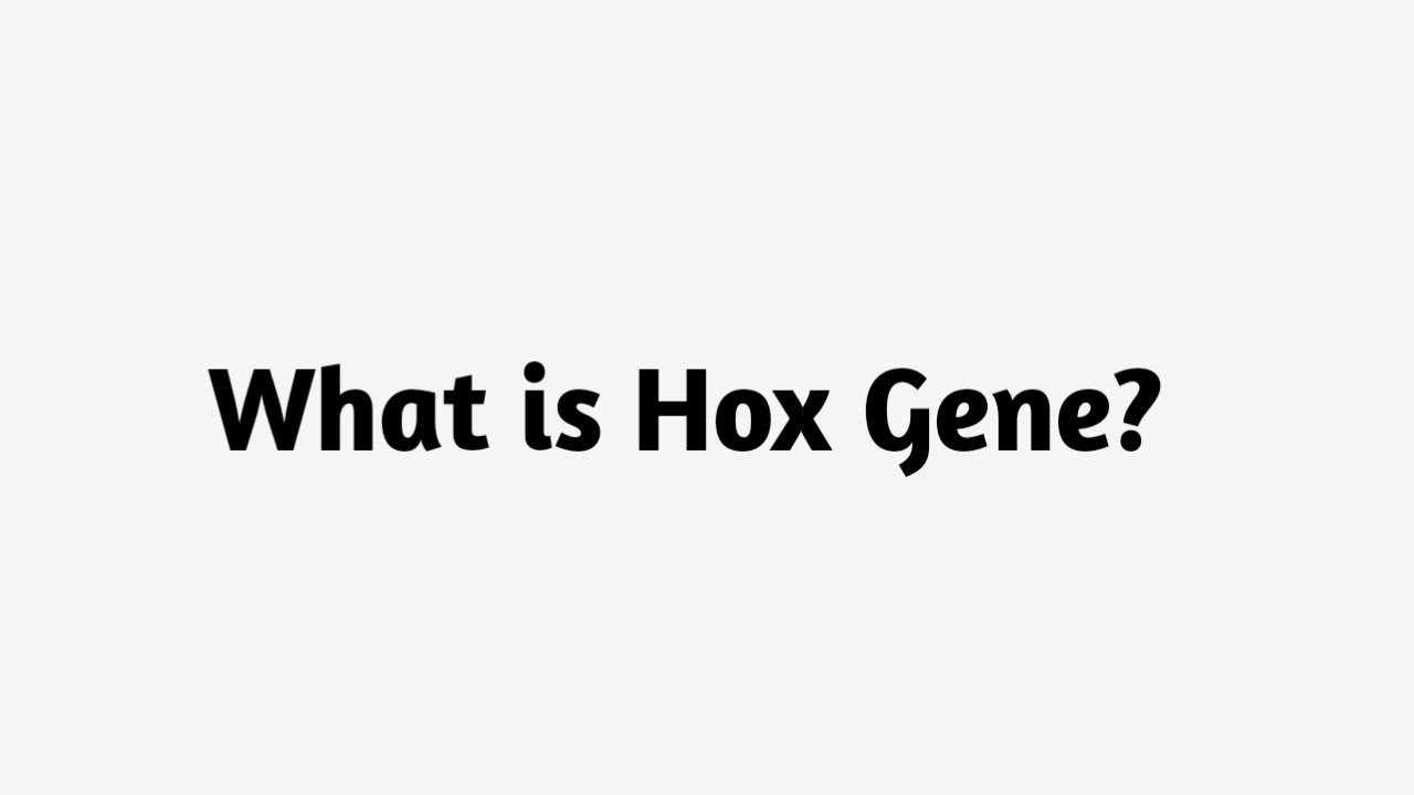 Что такое Hox-ген?