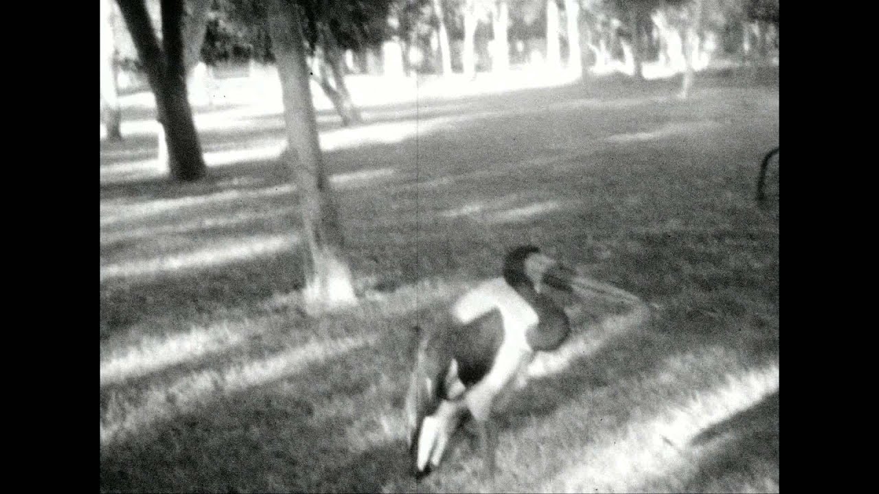 Hampson Collection. No. 10 : In Khartoum Zoo 1929 : [home movie] (1929)