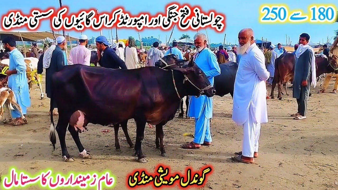 Gondal Mandi latest update 1Aug 2025!Sahiwal jersey cross cow for sale!Gondal Mandi!Cholistani cows