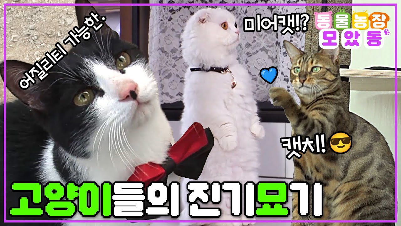 [#모았동물농장] 너네 재능 있어. 계속해! 너무 기특해~🤩 언제 봐도 신기방기한 천재 고양이들의 개인기 자랑 𝓣𝓲𝓶𝓮~👏👏👏 #TV동물농장 #AnimalFarm #SBSstory
