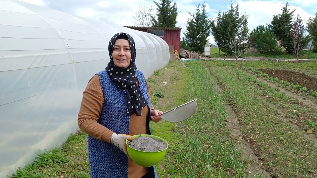 Sararmış Soğan Sarımsağınızı Kül ile Besleyin, Külün Mucizevi Etkisi