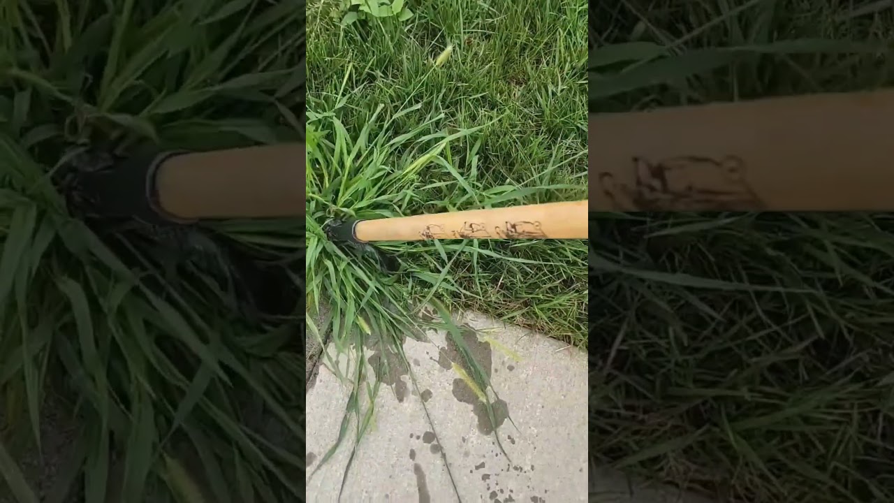 Grampa&rsquo;s Weeder 1 vs Crabgrass 0 🫡💪 #grampasweeder #crabgrasspuller #gardentool