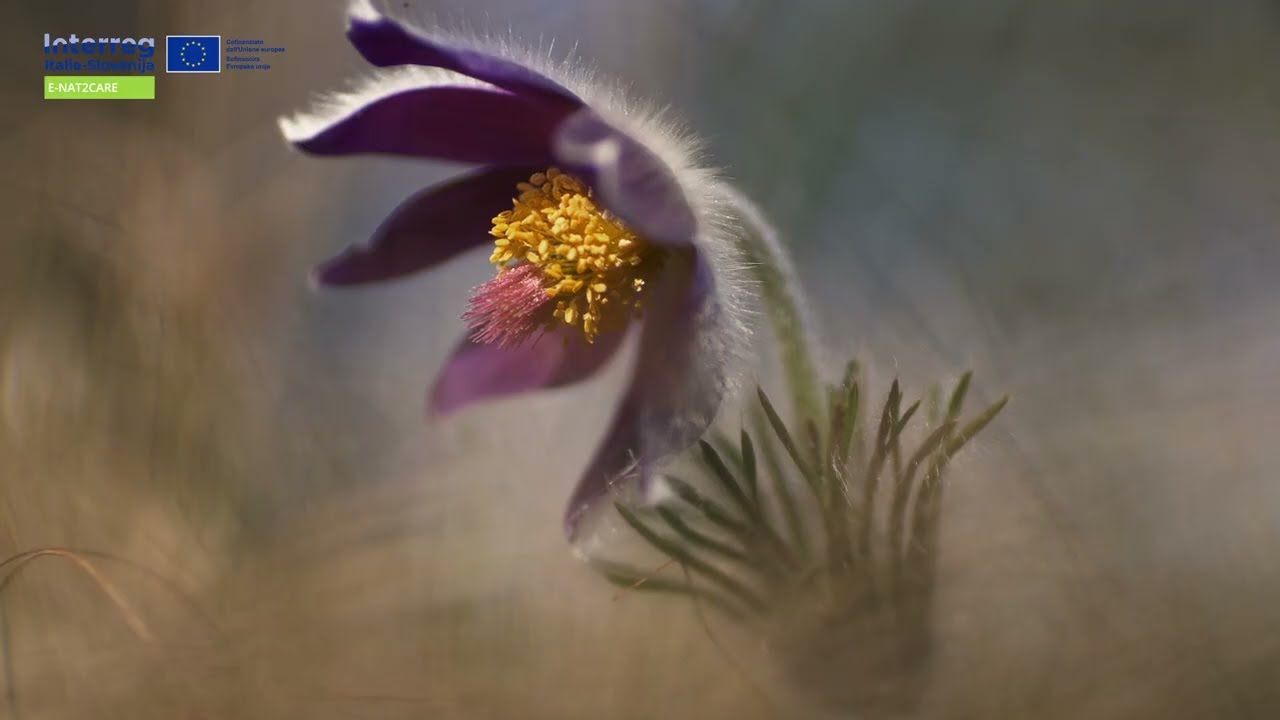 Ecosistemi e servizi ecosistemici nelle Alpi Giulie e nel Carso