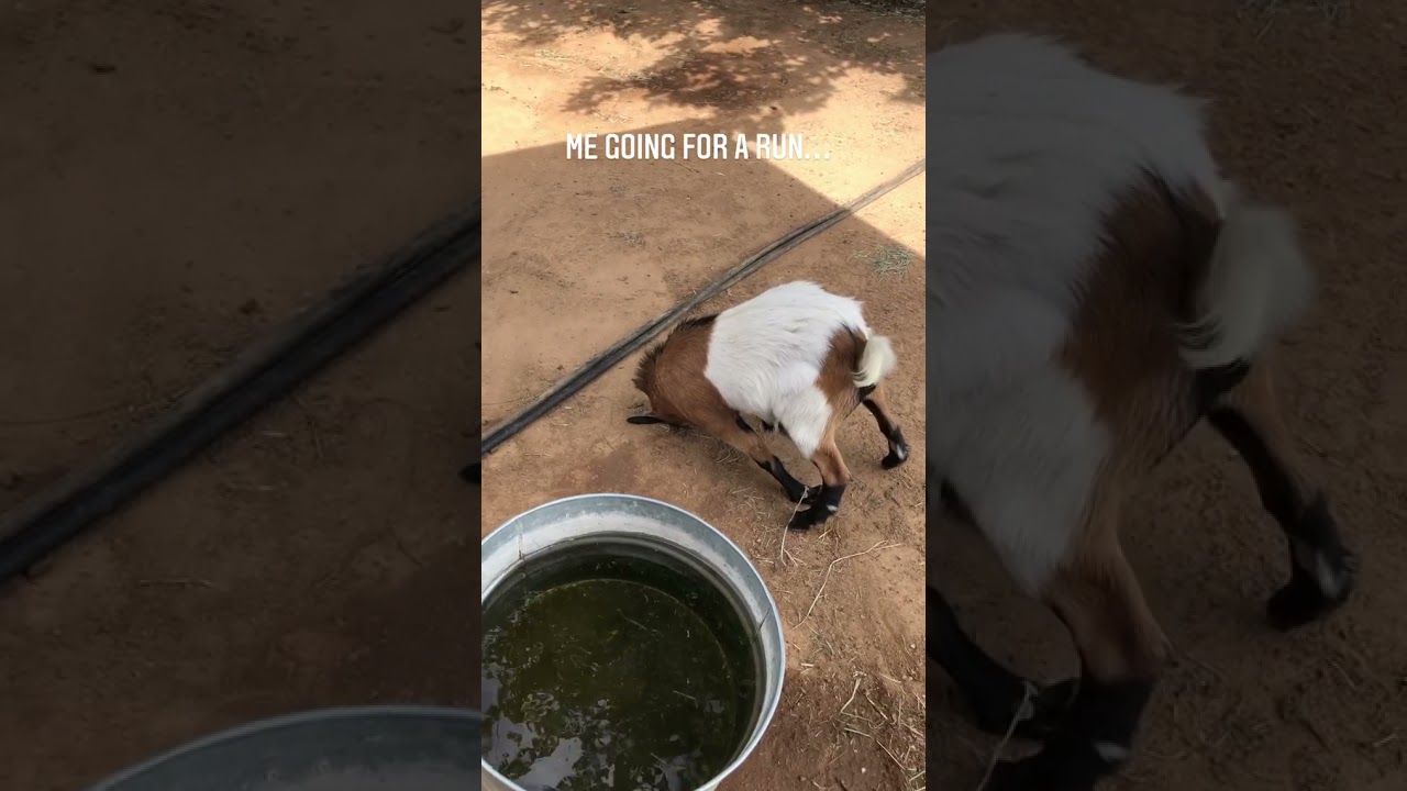 This is Lawson the fainting goat over committing on a sprint - Funny goat moment 😂