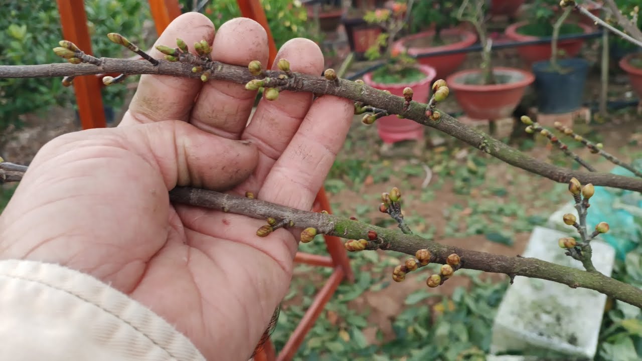 Xịt thuốc rụng lá  mai 70/100