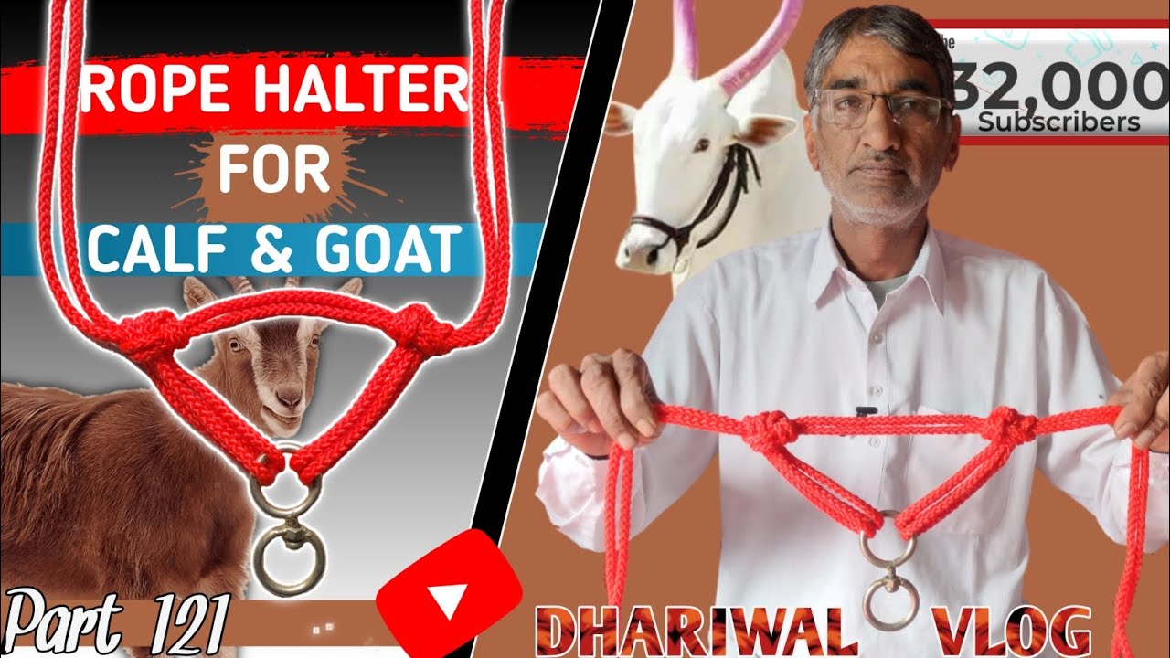Rope halter for calf, goat,cow, buffalos // गाय, भैंस, बछड़े, कटड़े, बकरी की मोहरी 