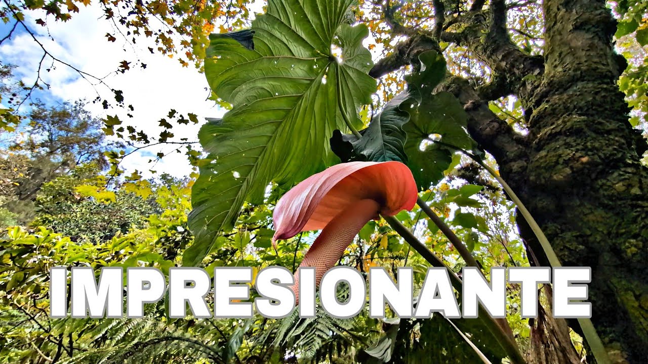 Visit&eacute; un JARD&Iacute;N BOT&Aacute;NICO en QUITO ECUADOR 🇪🇨  | Nervo Carrera