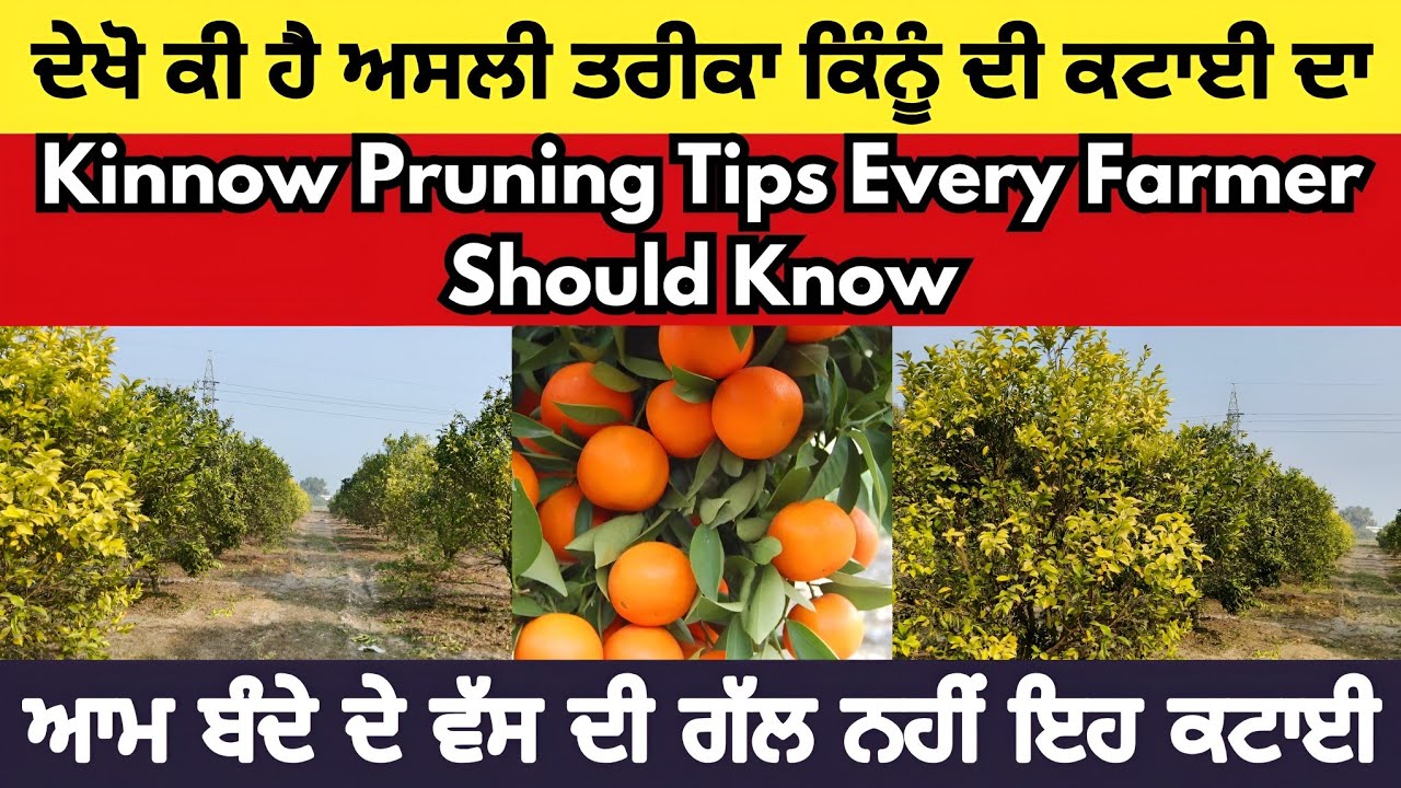 Pruning of Kinnow by experts। ਕਿੰਨੂੰ ਦੀ ਕਟਾਈ ਕਦੋਂ ਅਤੇ ਕਿਵੇਂ ਕੀਤੀ ਜਾਂਦੀ ਹੈ? ਮਾਹਿਰਾਂ ਦੀ ਸਲਾਹ ਕੀ ਹੈ?