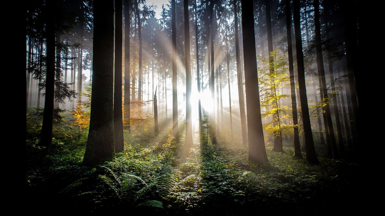 GODSON'MDA - le S, le Best / Punchlineur du Royaume #1