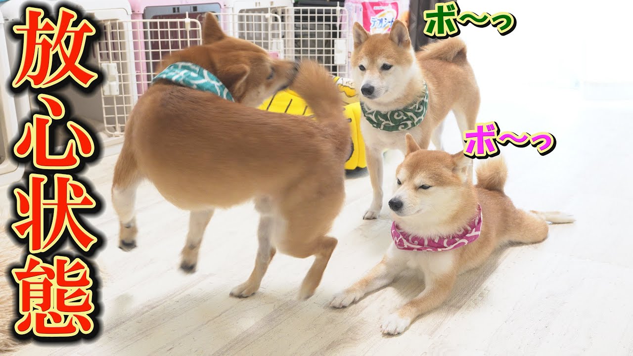 朝から暴れ過ぎて疲れ、目の前で何が起こっても動かなくなる柴犬が可愛すぎました。