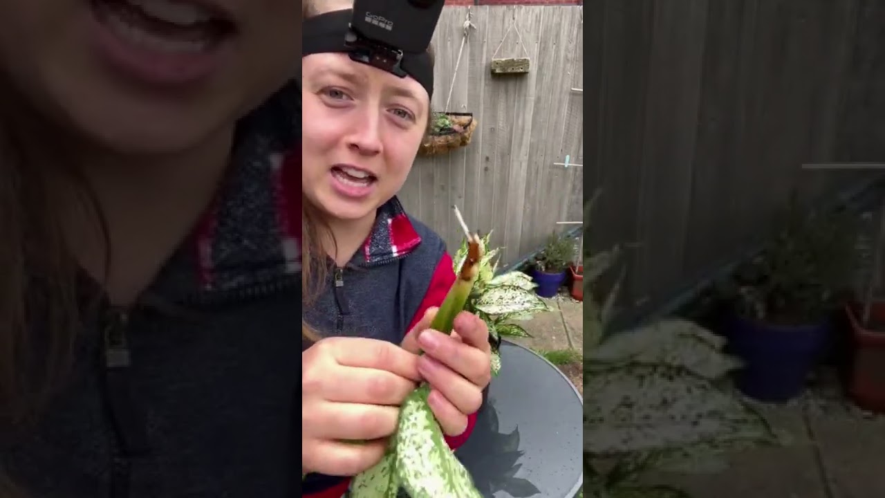 How to Propagate Chinese Evergreen Plant #shorts #plants #plants care  #houseplants