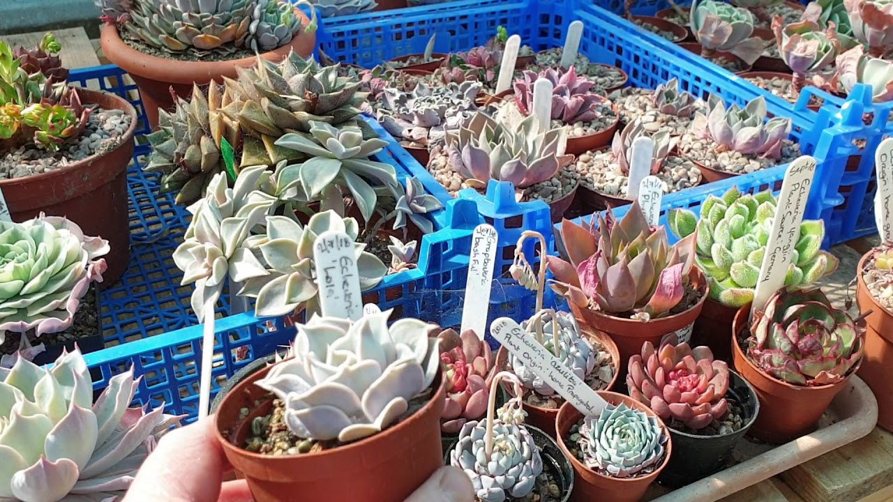 First watering in the greenhouse for succulents and cacti.