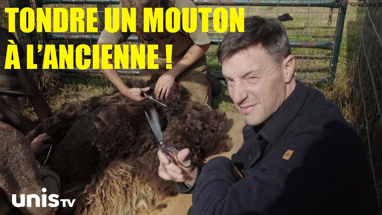 La tonte des moutons à la main!