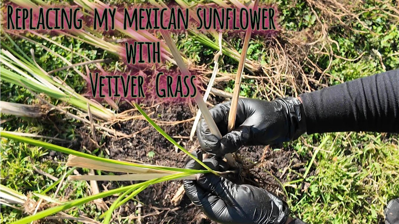 A Sustainable Switch: Transitioning from Mexican Sunflower to Vetiver Grass