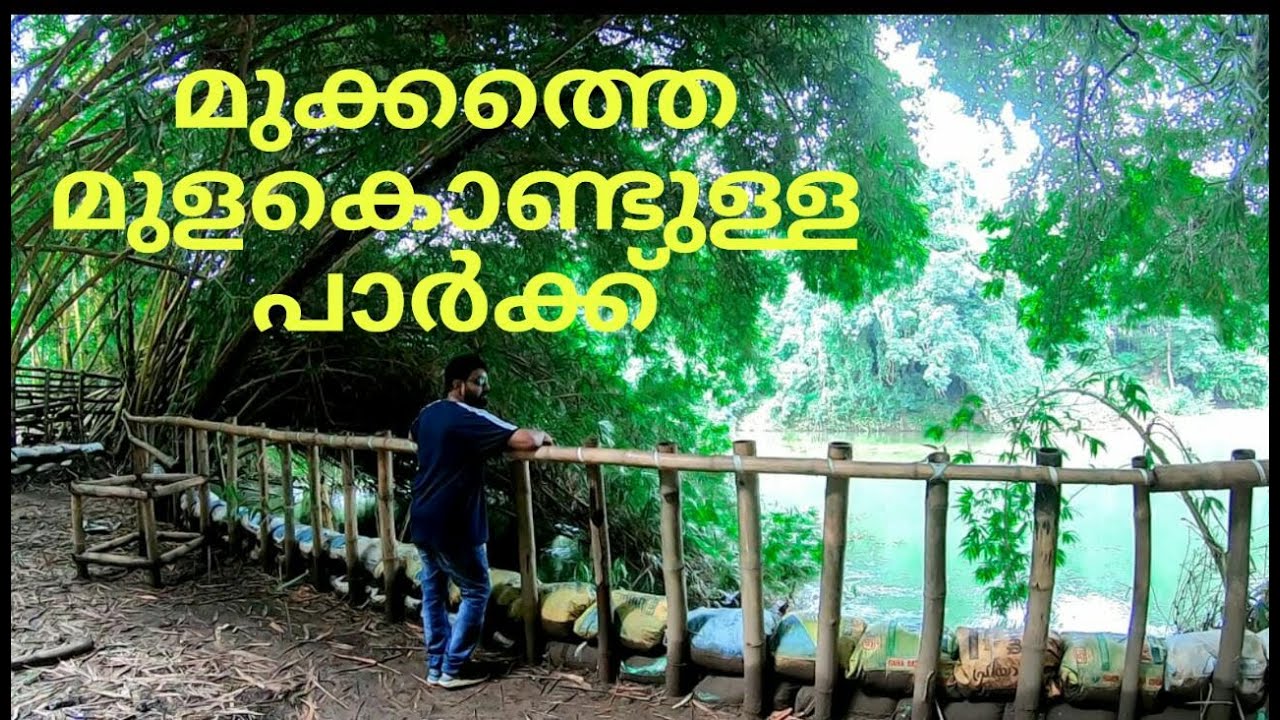 മുക്കത്തെ മനോഹരമായ  മുളങ്കാട്.. unique  natural bamboo park in Mukkom.#Kerala#tourism#Calicut