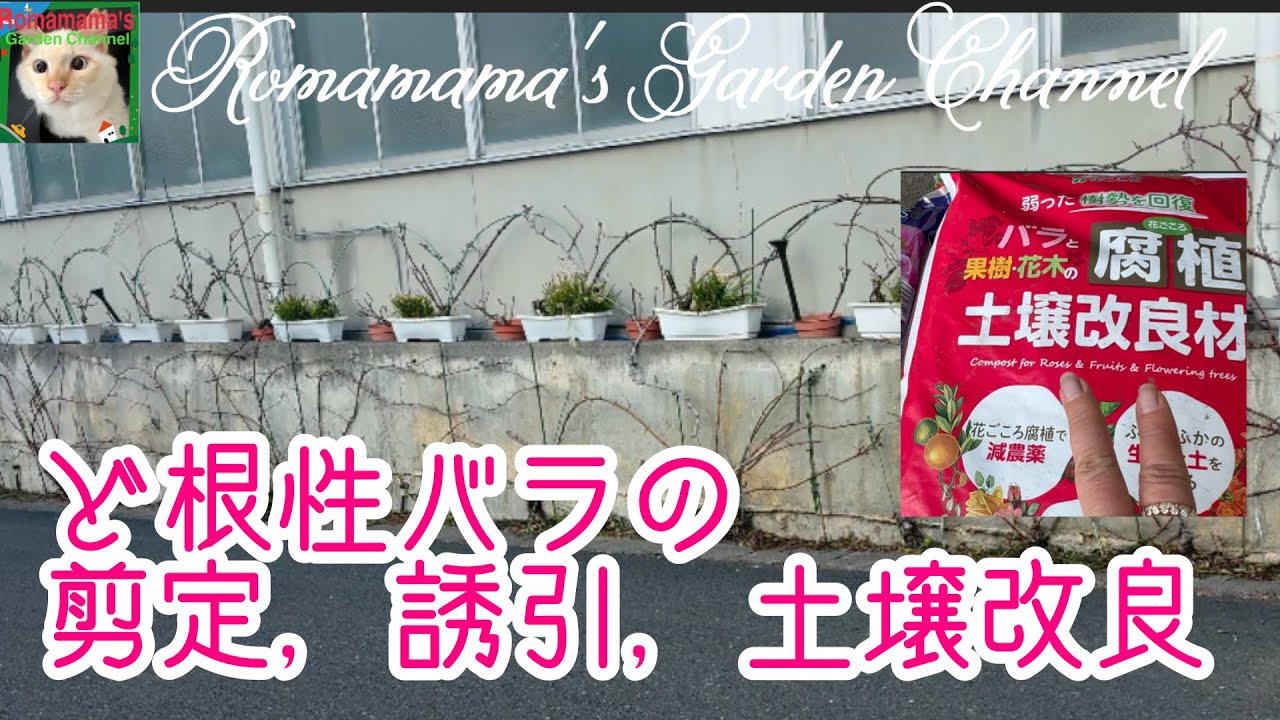 【ど根性ばら】ど根性バラの剪定と誘引、土壌改良。花ごころさんのYouTubeでバラの剪定や植え替えを紹介してもらいました。　#ばら　#花ごころ 