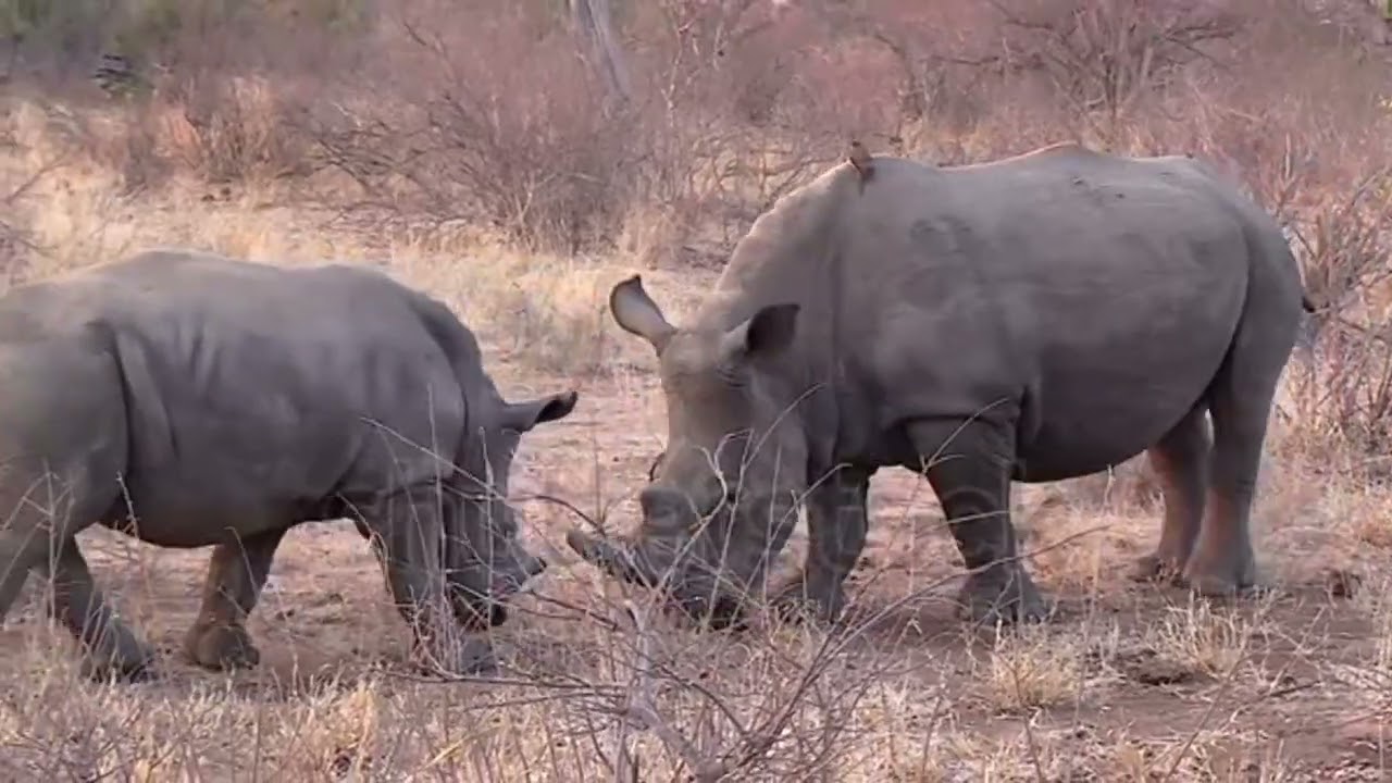 Wildlife  African Nature Showreel  by Robert Hofmeyr