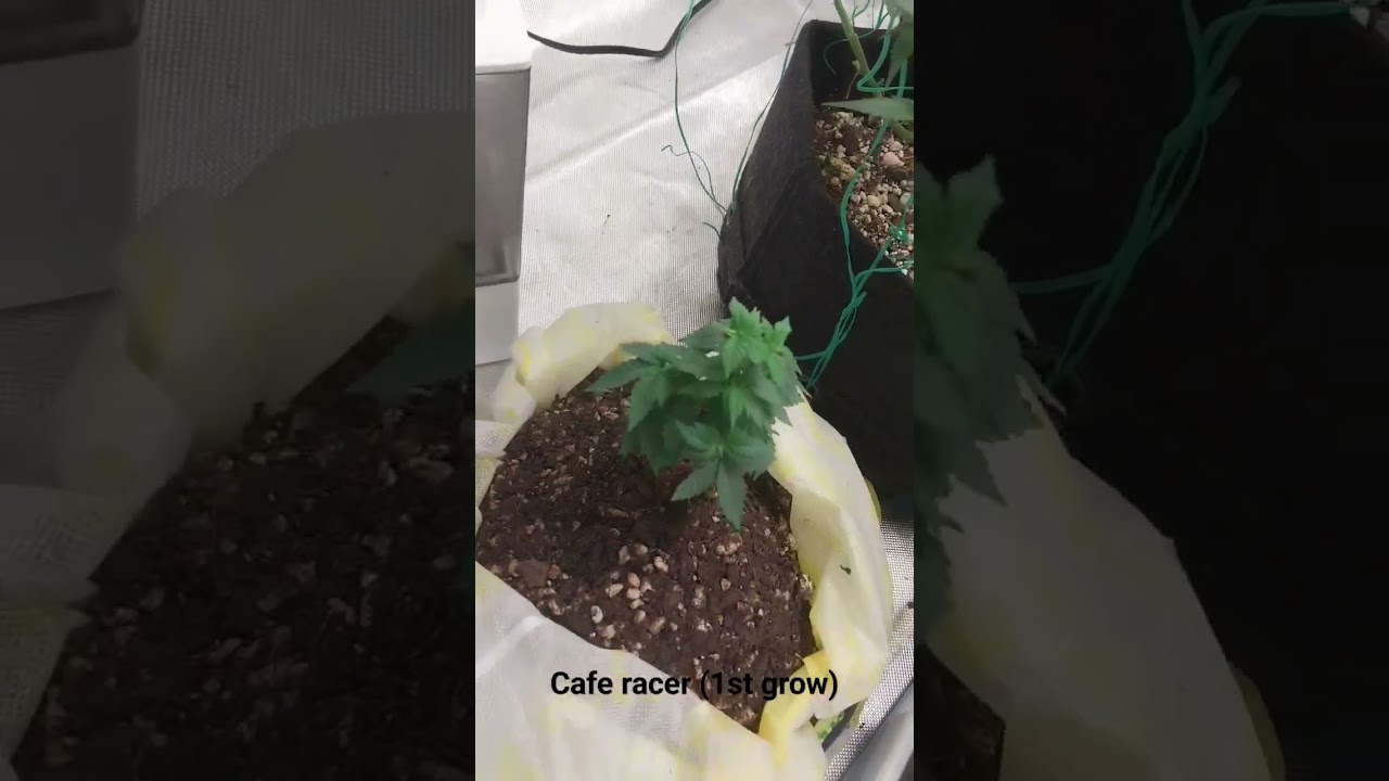 Cafe Racer. .flowering #soul #live #funk #love #music #cannibas #weedgrower #autoflower