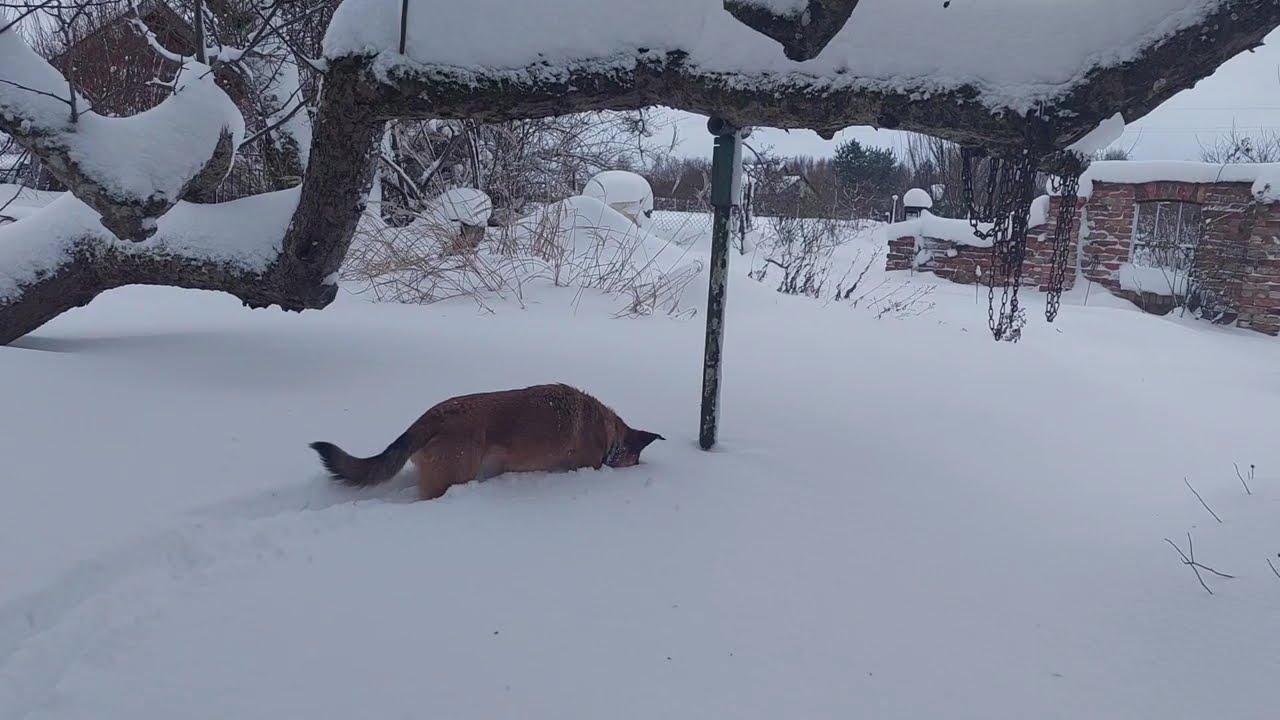 Nie nadążamy odśnieżać, ale... Gucio pomaga!