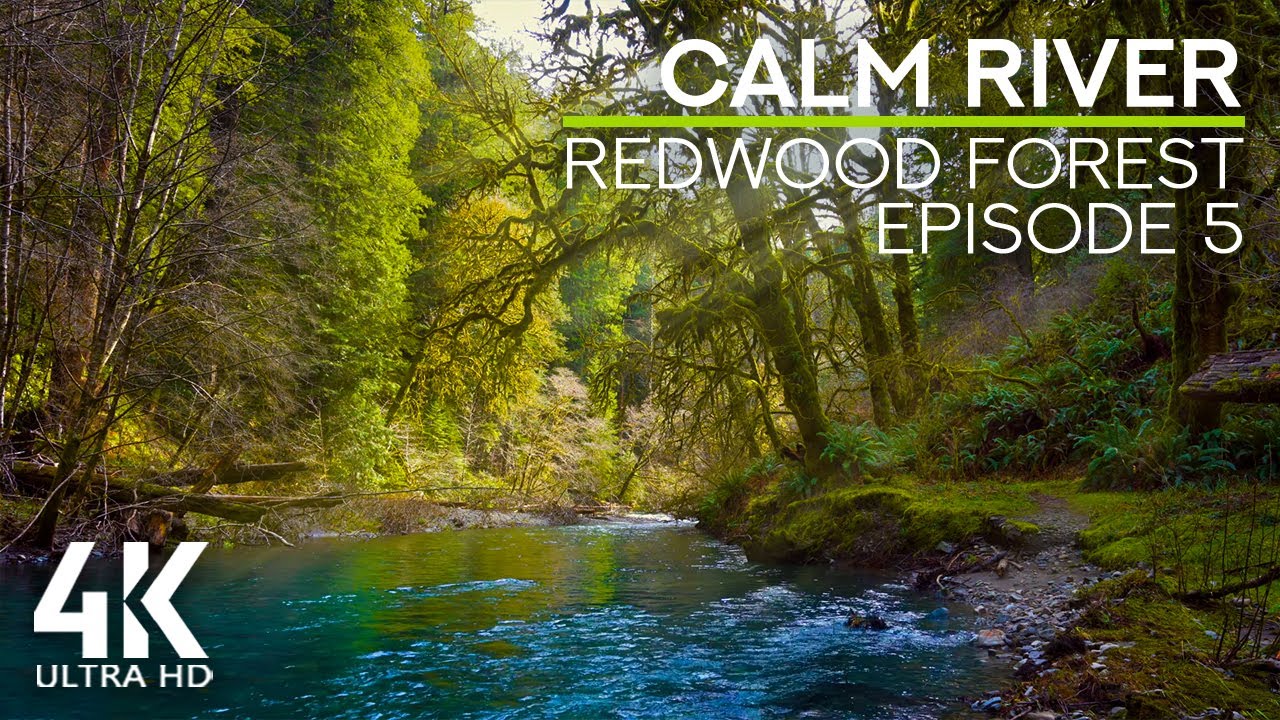Relaxing Sounds of the Calm River & Birds Chirping (4K UHD) - Redwood Forest Ambience #5