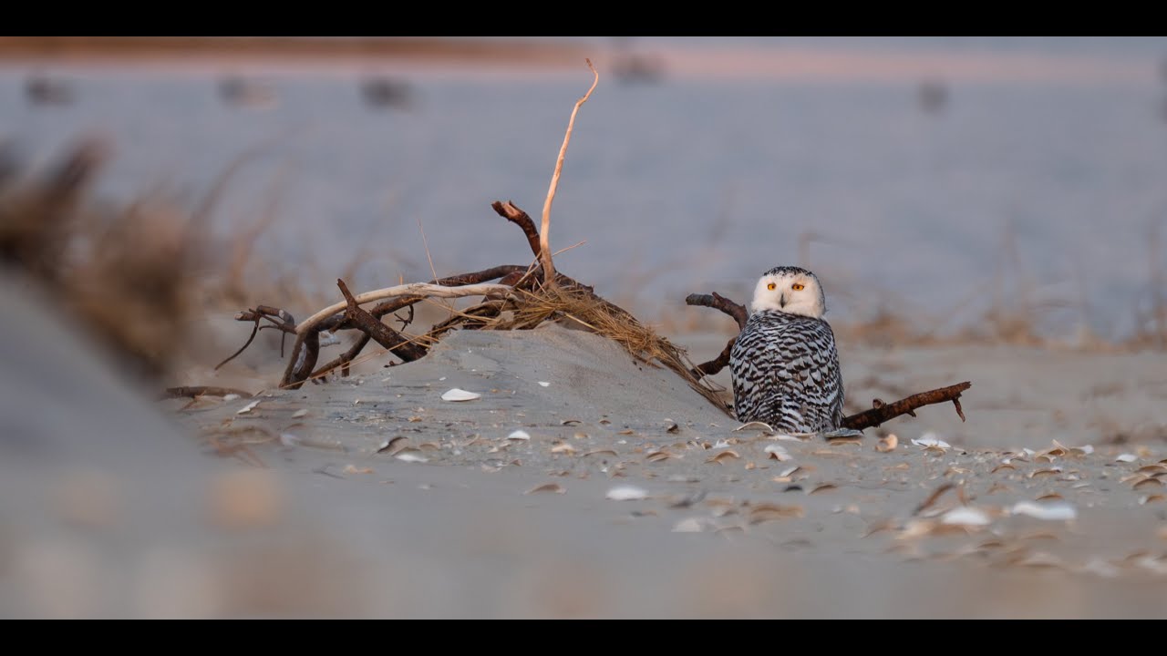 In Search of a Snowy Owl