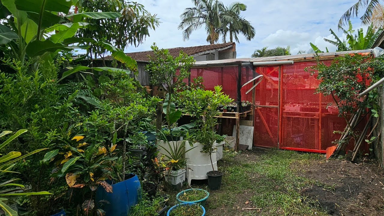 Tuor na minha nova estufa de produção.