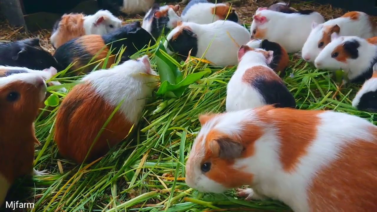 Guinea pigs eating asmr, feeding guinea pigs a morning routine, pets at home Guinea pig 