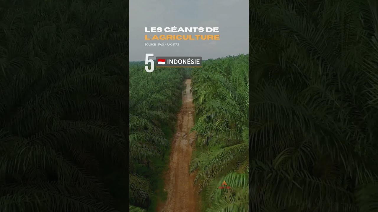 TOP 5 des plus grandes puissances agricoles#agriculture #top5 #alimentation #economie #monde #shorts