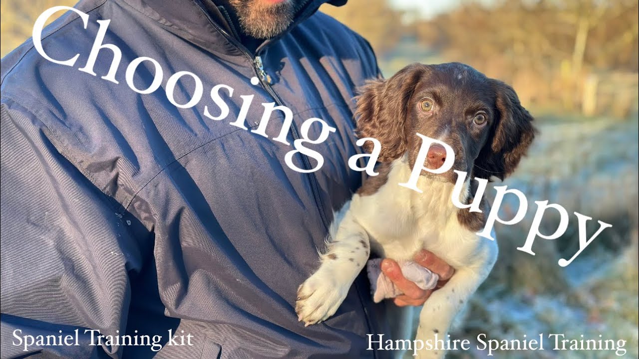 Choosing a Spaniel Puppy - The Complete Guide