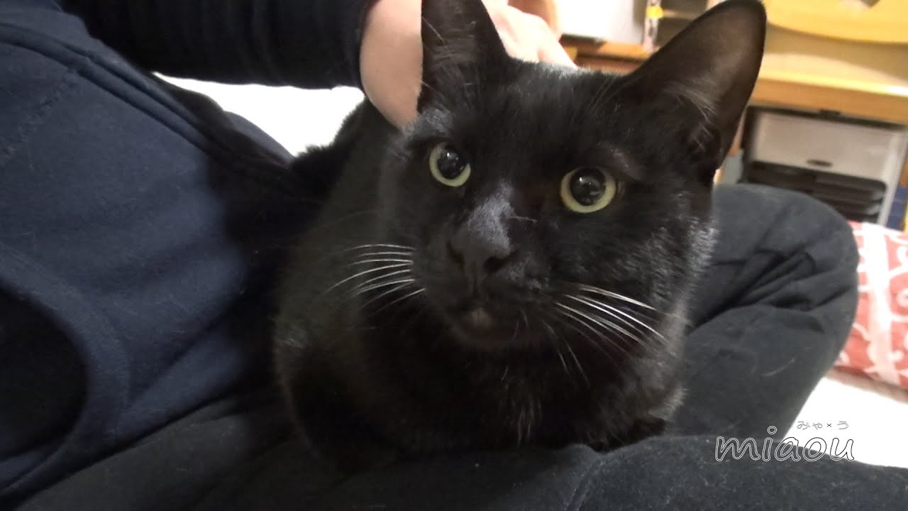 黒猫のクロ Black cat,Kuro【瀬戸の黒猫日記】