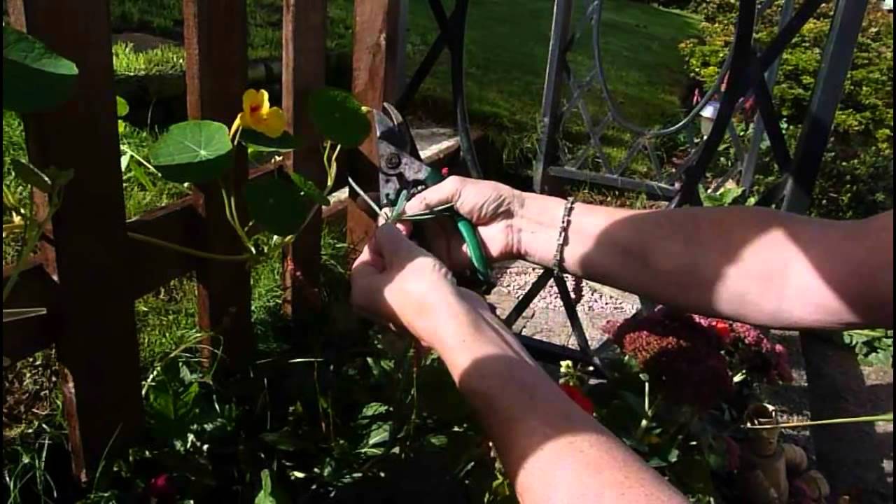 Jan shows you how to take cuttings and grow carnations for free.