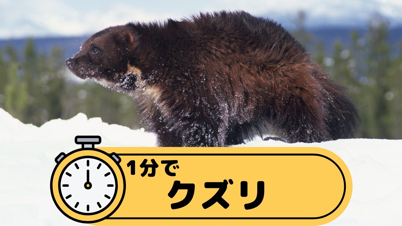 1分でクズリ