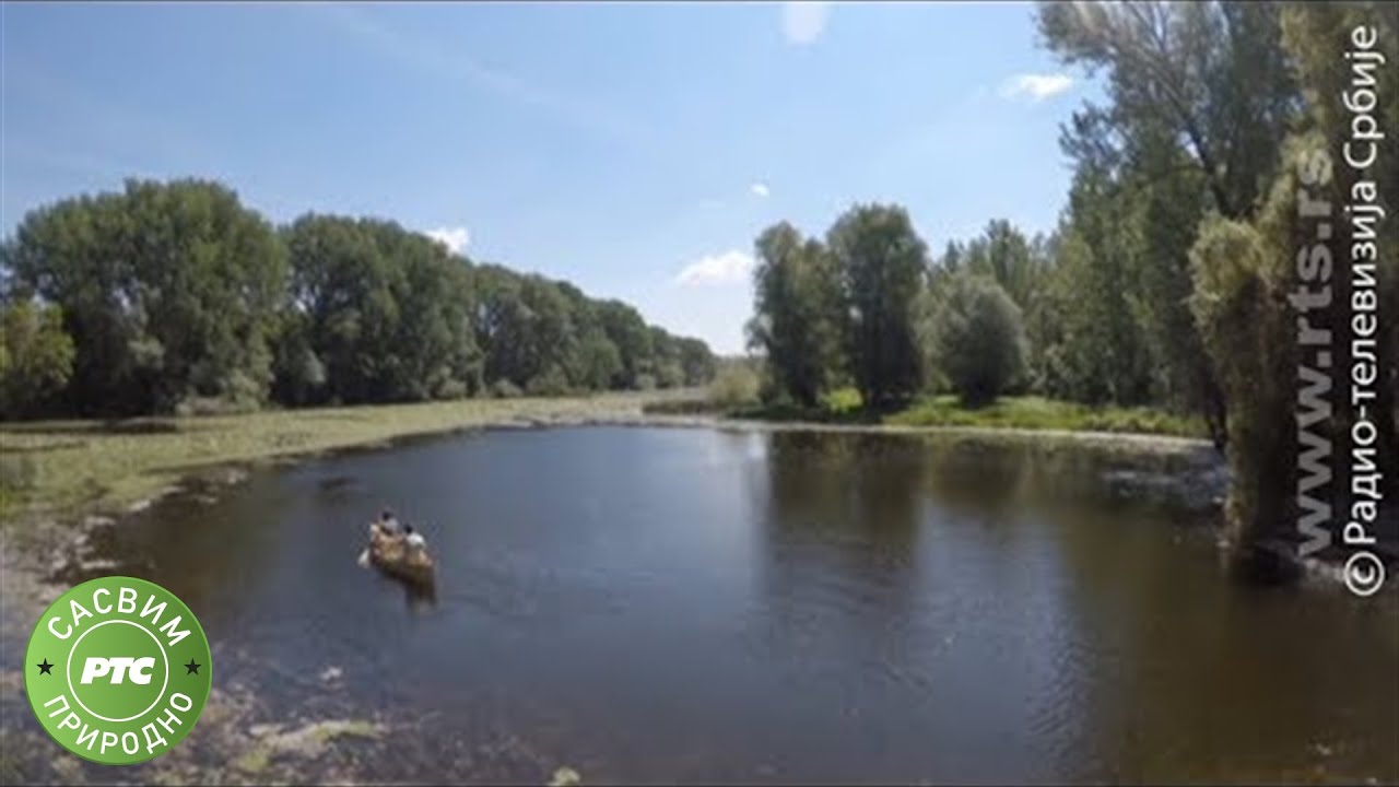 Sasvim prirodno: Šumsko tumaralo (Jovan Memedović)